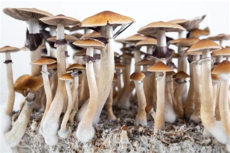 are magic mushrooms legal in china